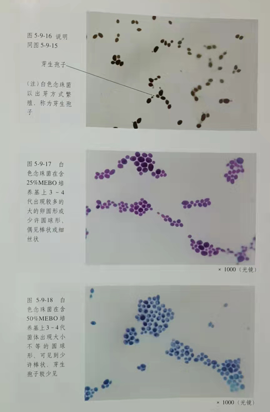 加拿大pc28预测(中国区)官方网站